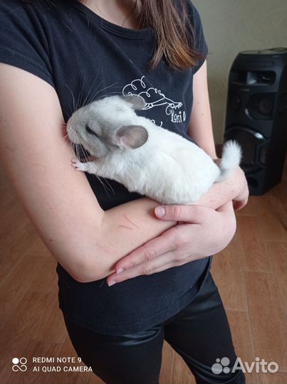 Шиншилла белый вильсон