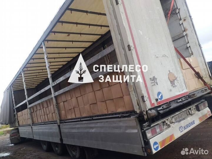 Сеянцы ели и сосны с зкс