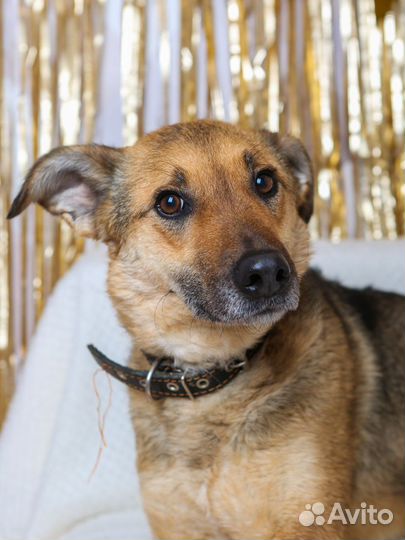 Лакки грустит и хочет в добрые и любящие ручки