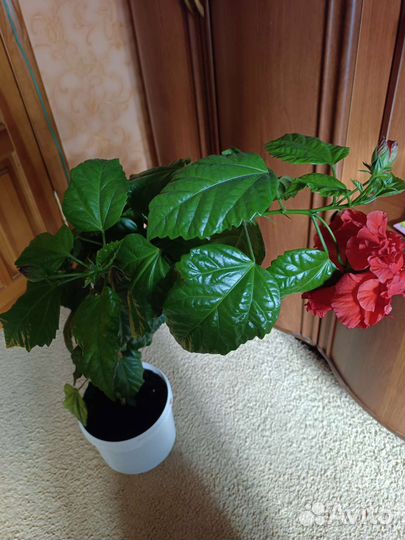 Гибискус китайская роза. долго и обильно цветет