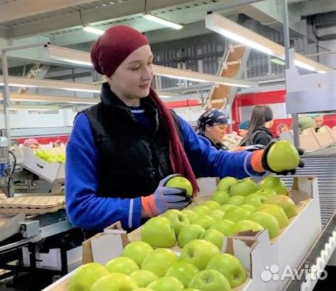 Фасовщики яблок, вахта с проживанием, мо