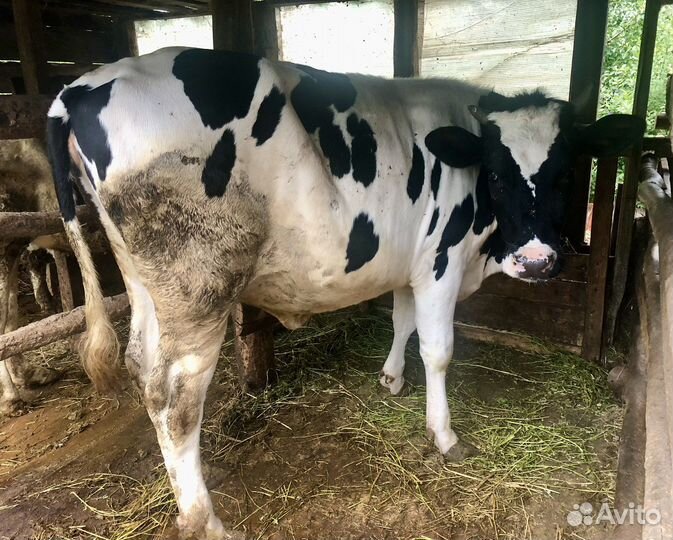 Телки стельные