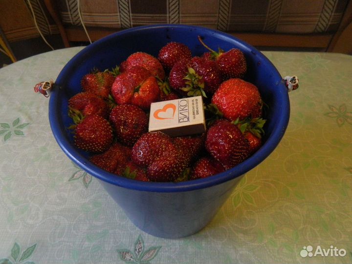 Саженцы клубники