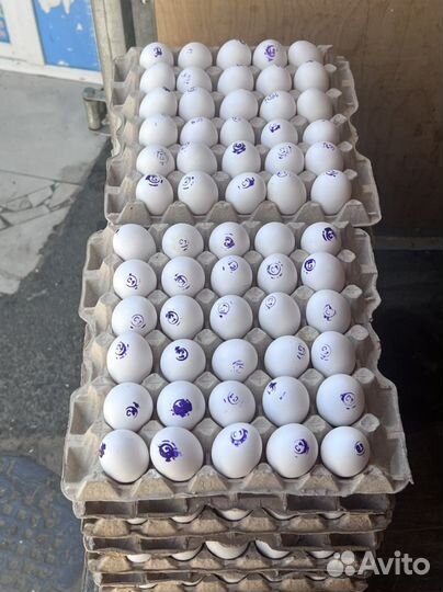 Яйцо куриное оптом