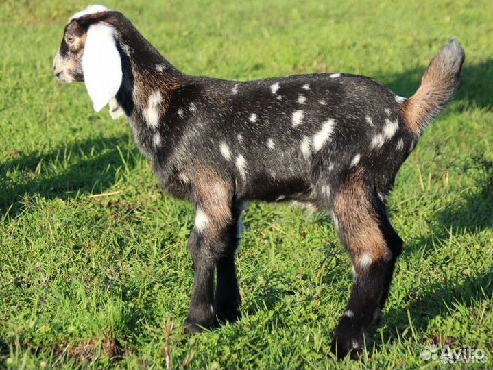 Продажа козлят