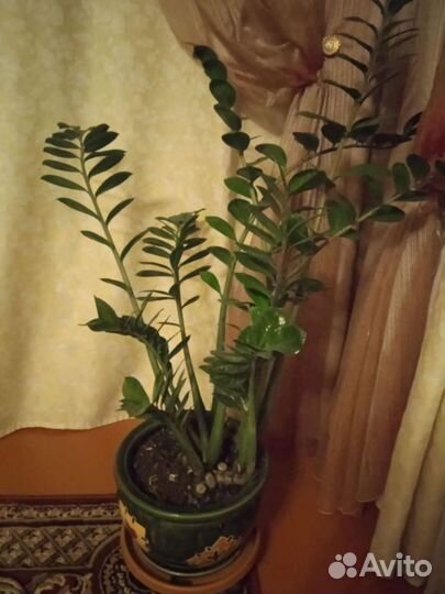 Замиокулькас,овсяница сизая,декор.травк,мак,аконит