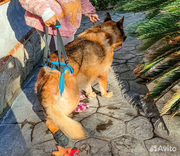 Ходунки для собак, поддержка задних лап