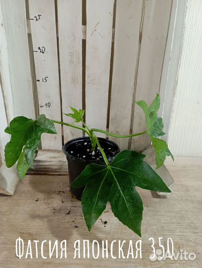 Комнатные цветы растение фатсия японская