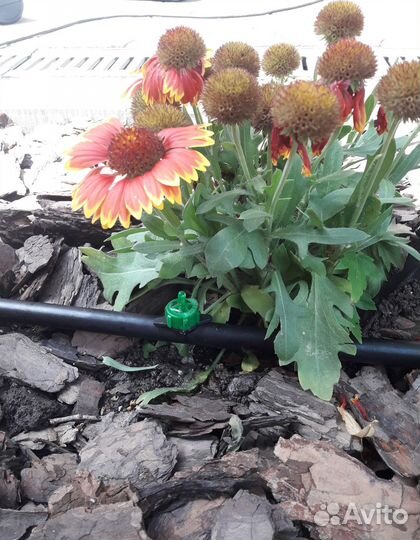 Капельная трубка zelna (многолетняя) урожайная