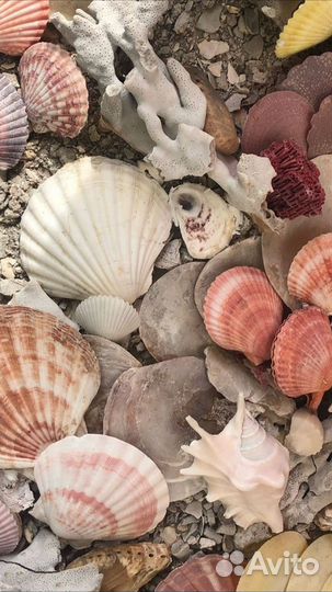 Морские ракушки раковины