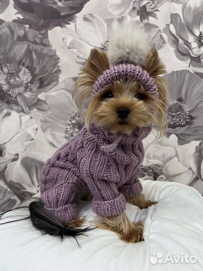 Комбинезон для собаки на заказ