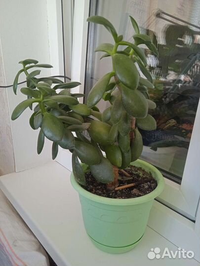 Цветущий спатифиллум (жен. счастье) и денеж дерево