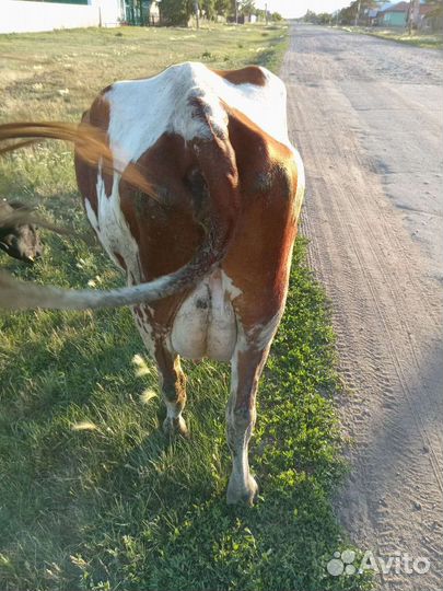 Продам коров