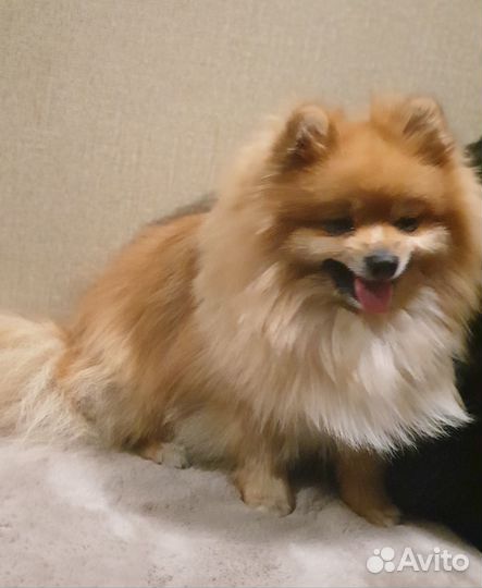 Вязка кобель немецкий малый шпиц