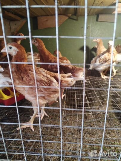 Куры цыплята ломан браун