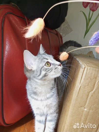 Ириска в дар