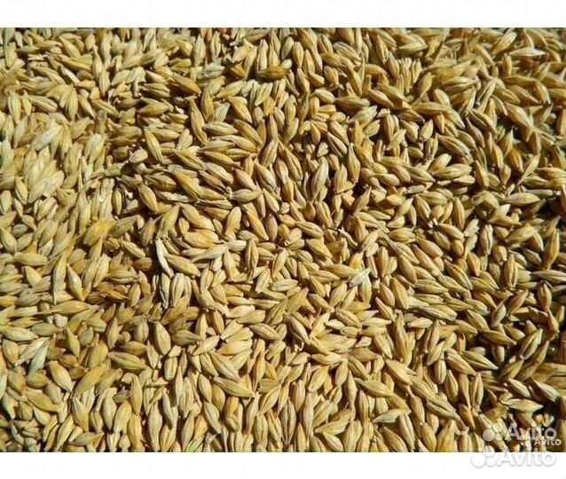 Пшеница, ячмень, овес