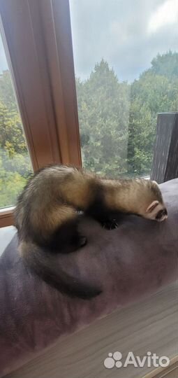 Хорек с клеткой