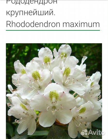 Рододендрон морозостойкие