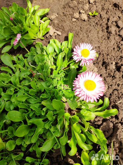 Маргаритки