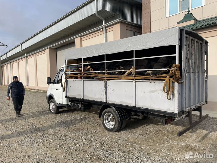 Перевозка и Закупка крс