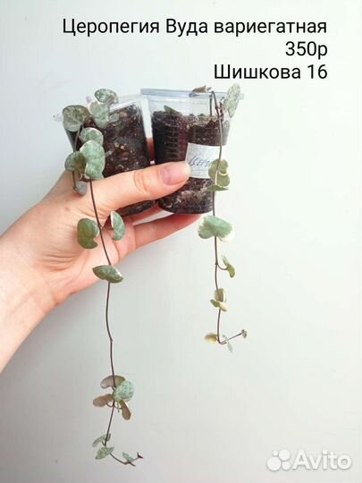 Церопегия, Алоказия, Кротон, Фикус