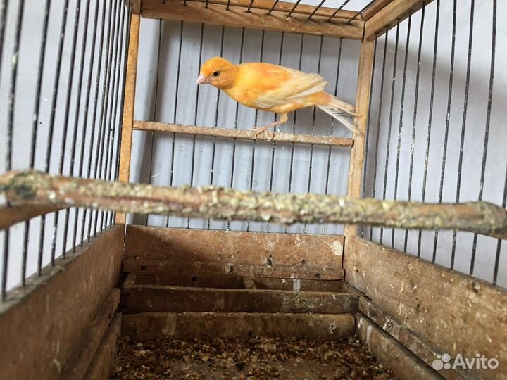 Кенар зеленый и оранжевый