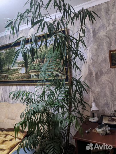 Комнатные растения цветы