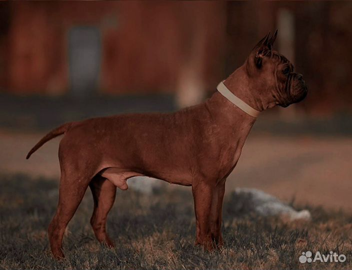 Китайский чунцин вязка