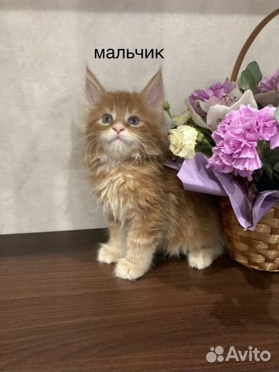 Котята мейн-кун