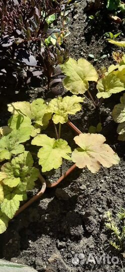 Саженцы гейхеры