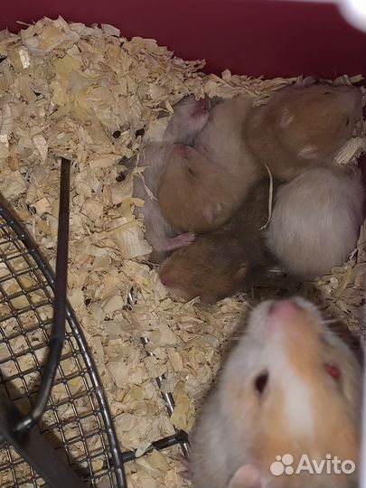 Сирийский хомяк