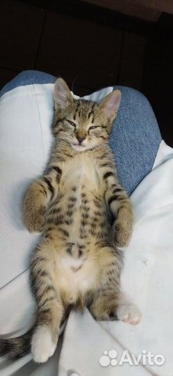 Отдам в добрые руки