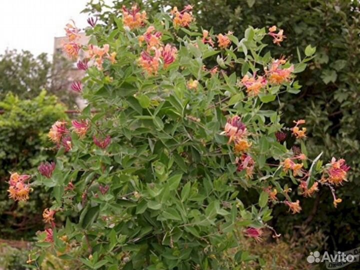 Жимолость Серотина, Брауна, Американа