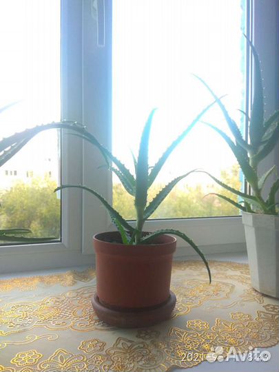 Алоэ(столетник)