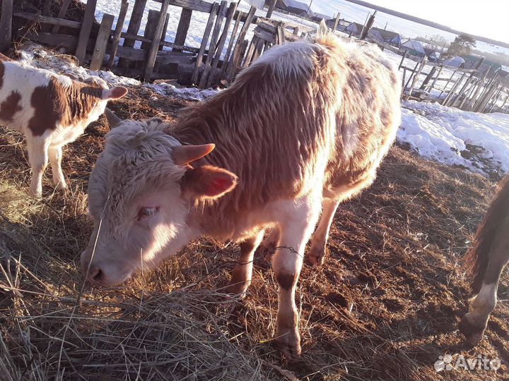 Телка стельная Бычок 1,3