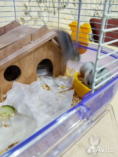 Джунгарский хомяк