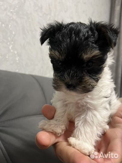 Йоркширский терьер мини