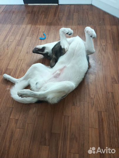 Кобель в добрые руки