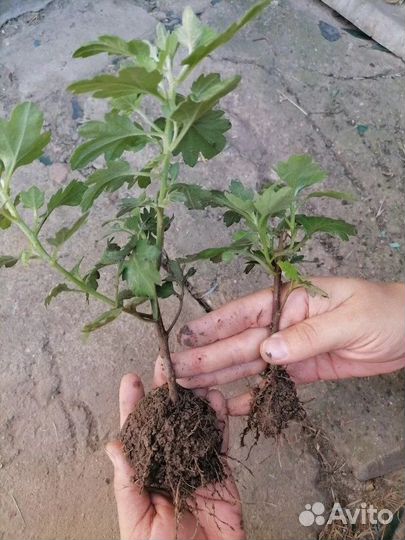 Хризантема шаровидная мультифлора