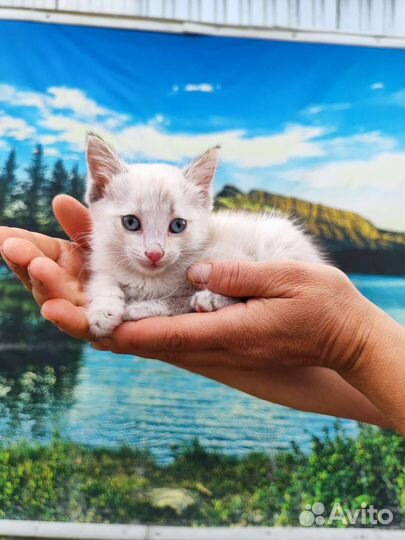 Котенок В дар