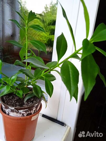 Эсхинантус жар птица