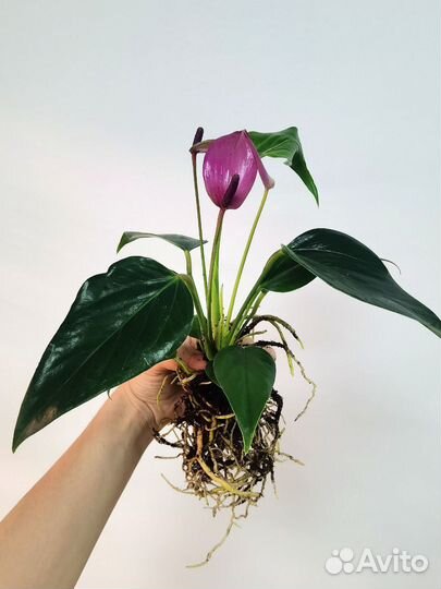 Антуриум сиреневый карликовый сорт Зизу