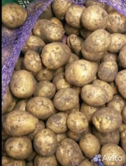 Продам картофель