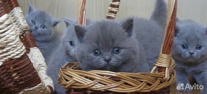 Шотландский эксклюзив