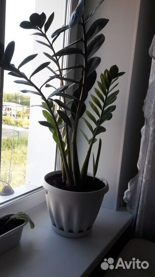 Продаю цветы