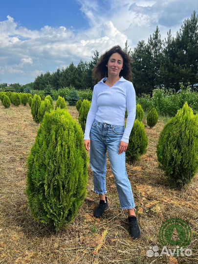 Туя брабант с гарантией