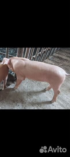 Поросенок кантер
