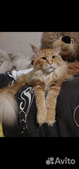 Продам мейн-кунов