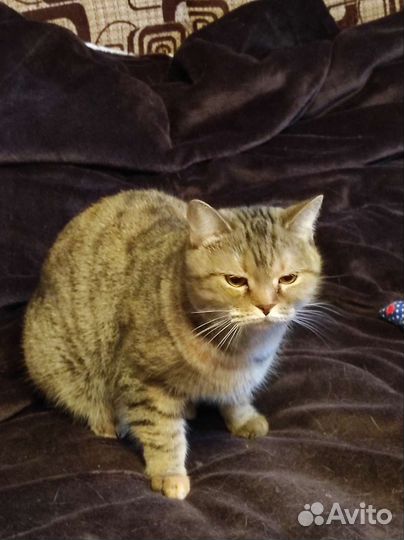 Кошка в дар бесплатно